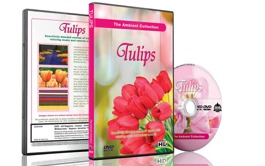Tulips - Flowers of Holland